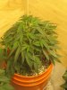 Day 18 Grow 023.jpg