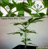 topping-marijuana-plant.png
