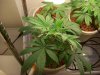 bigbudmike-albums-first-grow-picture82829-baby-shwag-veg.jpg