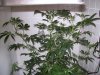 bigbudmike-albums-first-grow-picture82832-after-four-males-my-pride.jpg