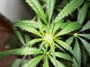 bigbudmike-albums-first-grow-picture84057-101-0583.jpg