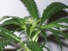 bigbudmike-albums-first-grow-picture84060-101-0586.jpg