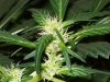 bigbudmike-albums-first-grow-picture84749-101-0604.jpg