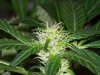 bigbudmike-albums-first-grow-picture84752-101-0608.jpg