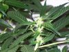 bigbudmike-albums-first-grow-picture84754-101-0611.jpg