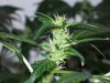 bigbudmike-albums-first-grow-picture84756-101-0613.jpg