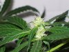 bigbudmike-albums-first-grow-picture84759-101-0616.jpg
