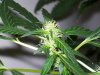 bigbudmike-albums-first-grow-picture84760-101-0617.jpg