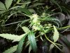 bigbudmike-albums-first-grow-picture84764-101-0631.jpg