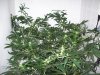 bigbudmike-albums-first-grow-picture84762-101-0623.jpg