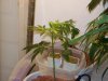 bigbudmike-albums-first-grow-picture84765-101-0634.jpg