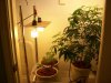 bigbudmike-albums-first-grow-picture82843-1-two-months-veg-2.jpg
