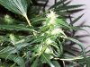 bigbudmike-albums-first-grow-picture86511-101-0733.jpg