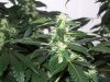 bigbudmike-albums-first-grow-picture86512-101-0734.jpg
