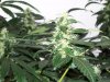 bigbudmike-albums-first-grow-picture86513-101-0735.jpg