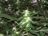 bigbudmike-albums-first-grow-picture86510-101-0732.jpg