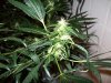 bigbudmike-albums-first-grow-picture86509-101-0731.jpg