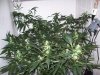 bigbudmike-albums-first-grow-picture86507-101-0726.jpg