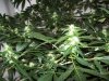 bigbudmike-albums-first-grow-picture86508-101-0730.jpg