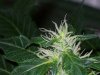 bigbudmike-albums-first-grow-picture86506-101-0722.jpg