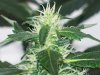bigbudmike-albums-first-grow-picture86504-101-0718.jpg