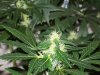 bigbudmike-albums-first-grow-picture86503-101-0714.jpg