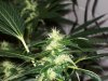 bigbudmike-albums-first-grow-picture86501-101-0712.jpg