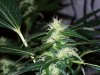 bigbudmike-albums-first-grow-picture86502-101-0713.jpg