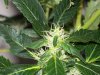 bigbudmike-albums-first-grow-picture86953-101-0751.jpg