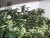 bigbudmike-albums-first-grow-picture86952-101-0748.jpg