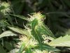 bigbudmike-albums-first-grow-picture86951-101-0745.jpg