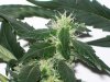 bigbudmike-albums-first-grow-picture86950-101-0744.jpg