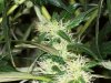 bigbudmike-albums-first-grow-picture86949-101-0743.jpg