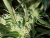 bigbudmike-albums-first-grow-picture86948-101-0742.jpg