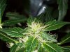 bigbudmike-albums-first-grow-picture86947-101-0741.jpg