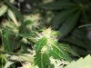 bigbudmike-albums-first-grow-picture86946-101-0740.jpg