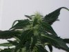 bigbudmike-albums-first-grow-picture86945-101-0738.jpg