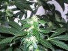 bigbudmike-albums-first-grow-picture86944-101-0736.jpg