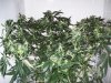 bigbudmike-albums-first-grow-picture87319-101-0777.jpg