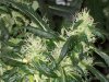 bigbudmike-albums-first-grow-picture87318-101-0773.jpg