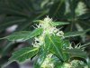 bigbudmike-albums-first-grow-picture87317-101-0772.jpg