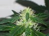 bigbudmike-albums-first-grow-picture87316-101-0771.jpg