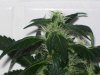 bigbudmike-albums-first-grow-picture87315-101-0770.jpg