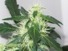 bigbudmike-albums-first-grow-picture87314-101-0769.jpg