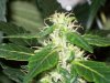 bigbudmike-albums-first-grow-picture87313-101-0768.jpg