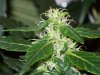 bigbudmike-albums-first-grow-picture87312-101-0767.jpg