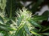 bigbudmike-albums-first-grow-picture87311-101-0766.jpg