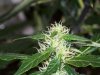 bigbudmike-albums-first-grow-picture87310-101-0765.jpg