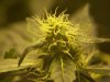 bigbudmike-albums-first-grow-picture87308-101-0761.jpg