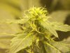 bigbudmike-albums-first-grow-picture87307-101-0760.jpg